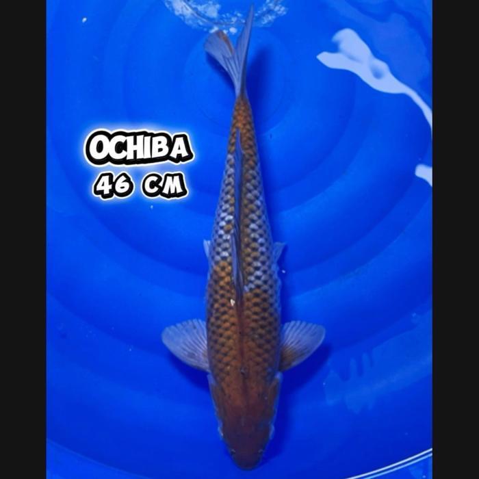 ikan koi blitar/cemanifarm/ ochibashigure Jumbo berkualitas