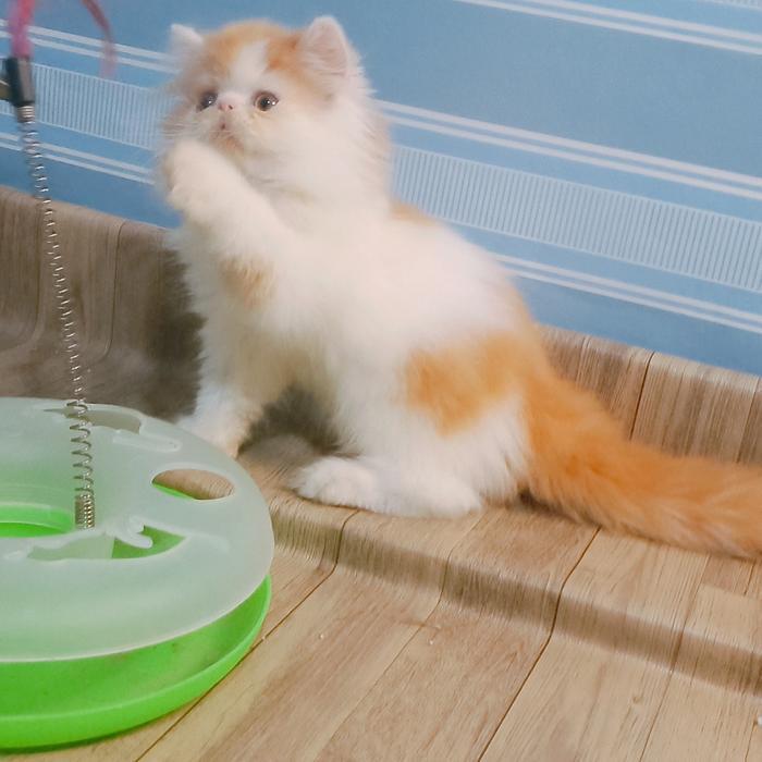 Persia peaknose longhair 1