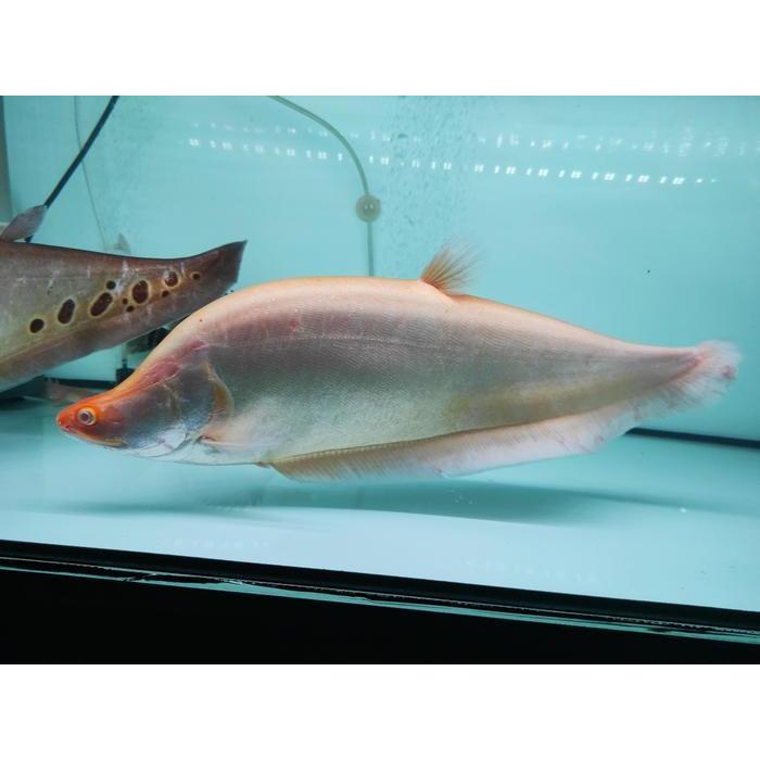 Ikan Belida Albino jumbo size 46-50cm
