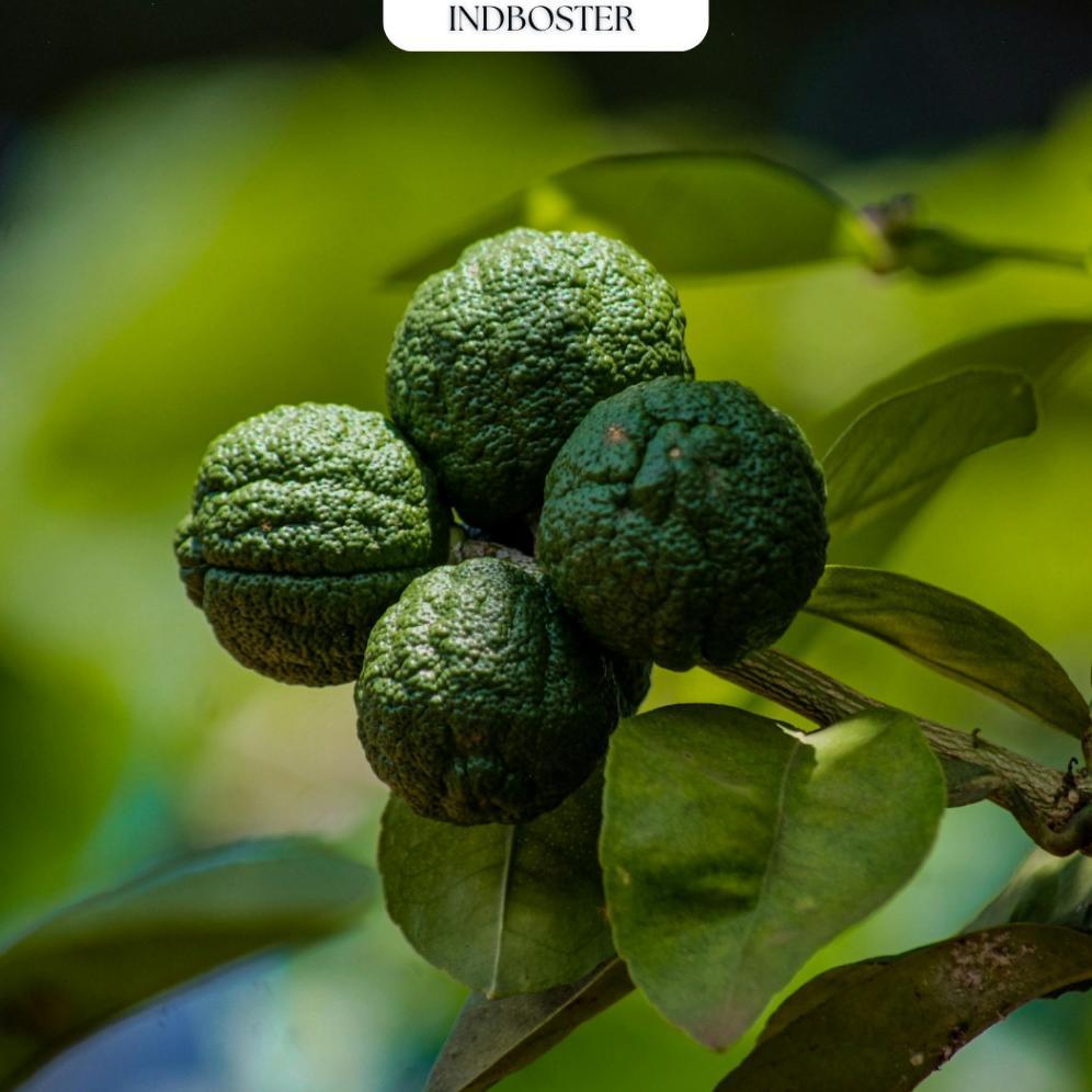 Promo Cod Pupuk Jeruk Nipis / Pupuk Buah Jeruk Nipis / Pupuk Cair Buah Pelebat Tanaman Buah Jeruk Ni