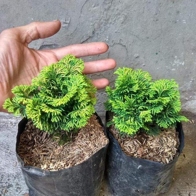 cemara enoki mini, tanaman cemara mini, cermara mini