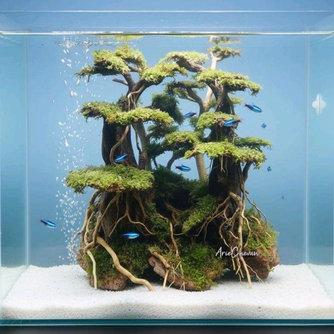 hiasan aquarium pohon bonsai hardscape jungle untuk aquascape moss Asli