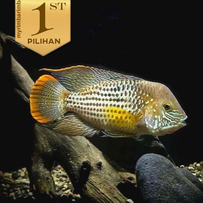 Green Terror Ikan Hias Predator Hiasan Aquarium Aquascape Tanaman Air