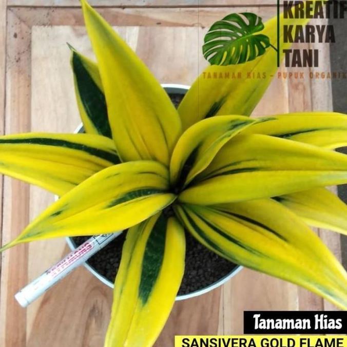 Giardino- Tanaman Hias Sansivera Gold Flame - Sansivera Golden Flame - Sansivera