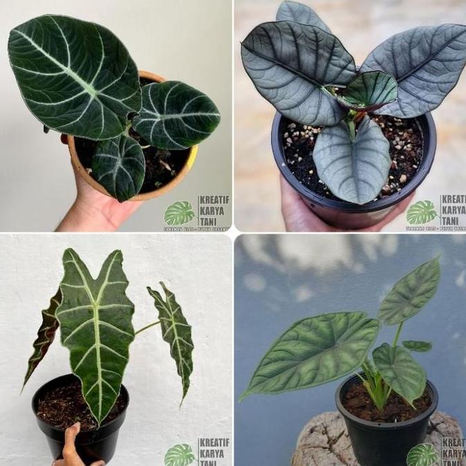 Giardino- Tanaman Hias Alocasia - Macam Macam Jenis Tanaman Hias Alocasia