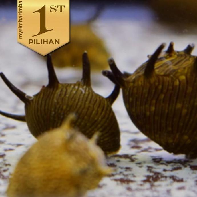Paket Koloni (isi 10) Keong Tanduk Hiasan Aquarium Aquascape Ikan Hias Tanaman Air Tawar