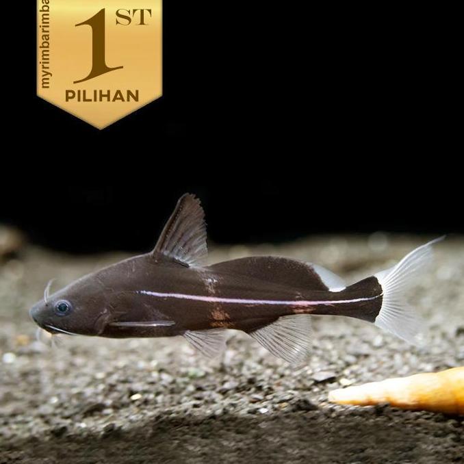 Black Marble Lancer Catfish Ikan Hias Aquascape Hiasan Aquarium Tanaman Air