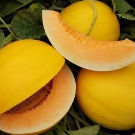 Promo Cod Biji Benih Buah Melon Golden Orange Kinanti Original /5 Biji ><