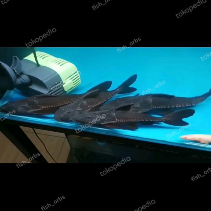 Hiasan Aquarium Oxydoras niger
