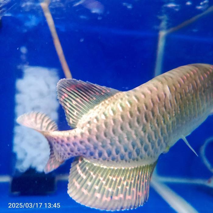 Arowana Jardini Red Pearl Batik Metalik GRADE S+
