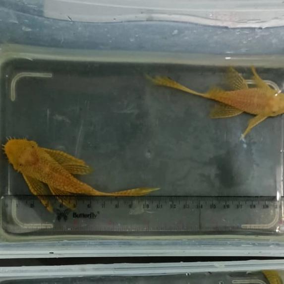 Indukkan pair Brushmouth albino slayer/ pleco L144, sesuai foto 9-11cm