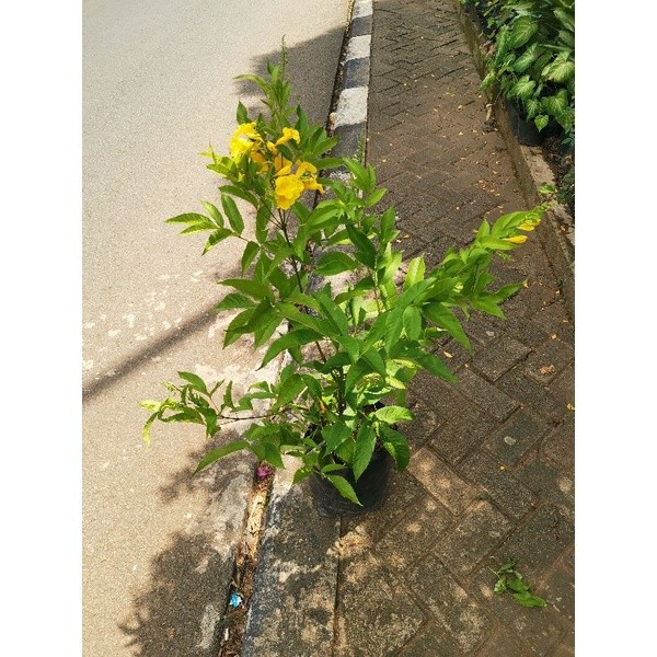 Tanaman Tekomaria Bunga Kuning Terompet / Pohon Tekomas Bunga Terompet Kuning