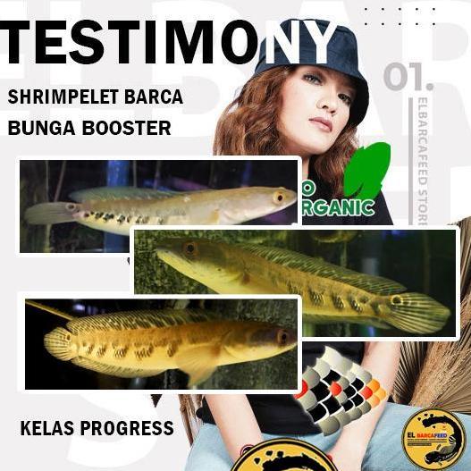 Fisch- Paket Pakan Progress Bunga Channa MaruYs Red Pemecah Cabung & Bunga Solid Xtra Melanin Guanin