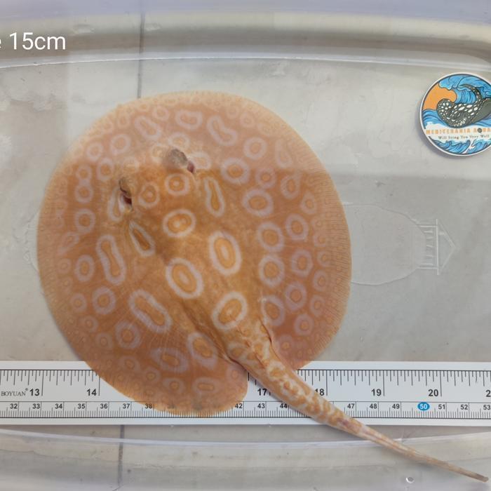 Ikan Pari Pearl Albino Quality Tankmate Predator Arowana Arwana