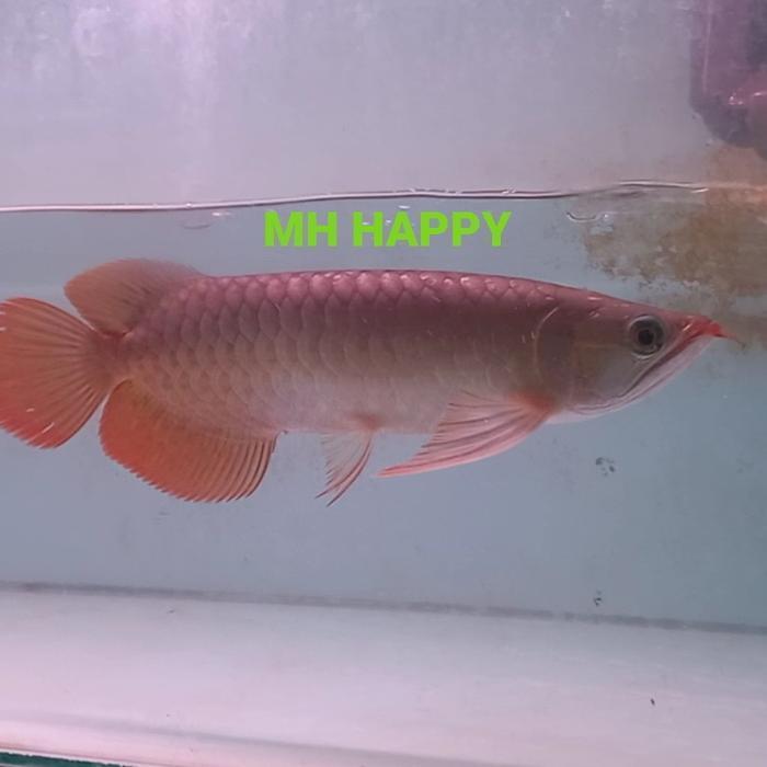 Arwana Super Red 40-43 Cm. Sertif Lengkap.