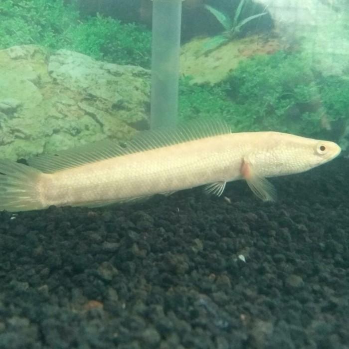 Channa argus albino 15cm