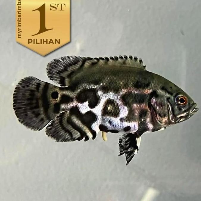 Paket Baby (isi 5) Oscar Tiger Batik Ikan Hias Aquascape Hiasan Aquarium Tanaman Air