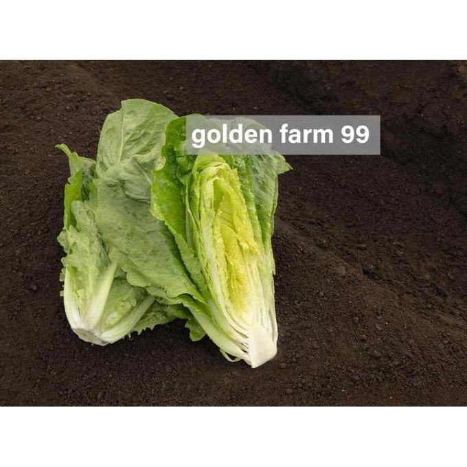 Parkz- Benih Lettuce Romaine Verapas Bejo Seed - Import