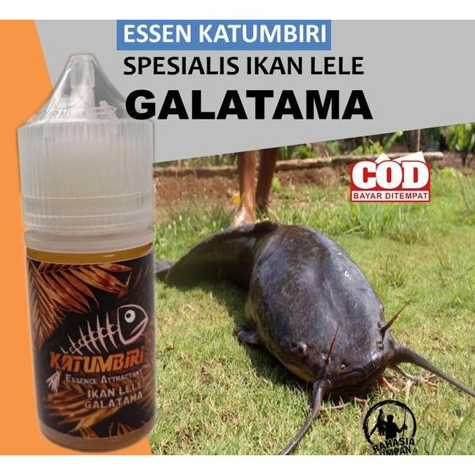 Pesce- Essen Katumbiri Ikan Lele Galatama Paling Gacor - Essen Ikan Lele Galatama Paling Ampuh - 30M