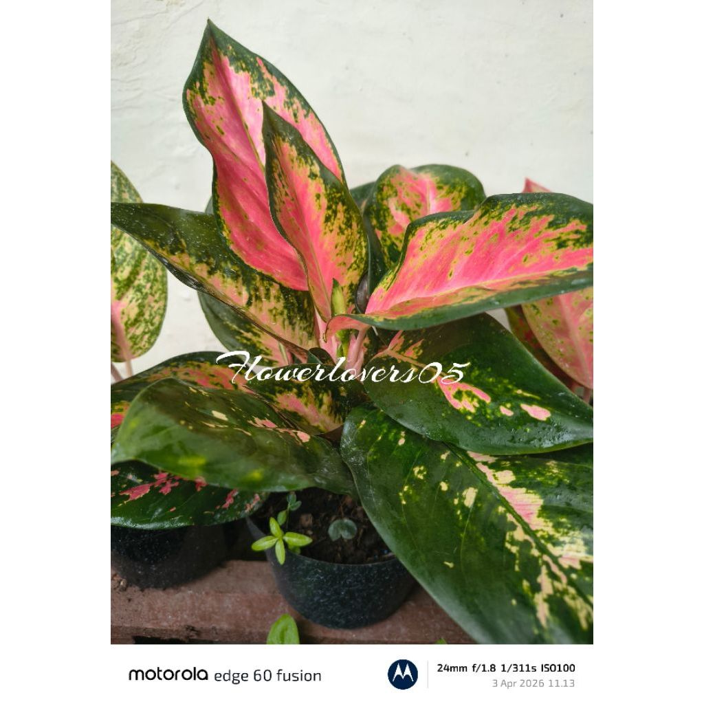 aglonema bunga hidup aglonema hidup tanaman hias