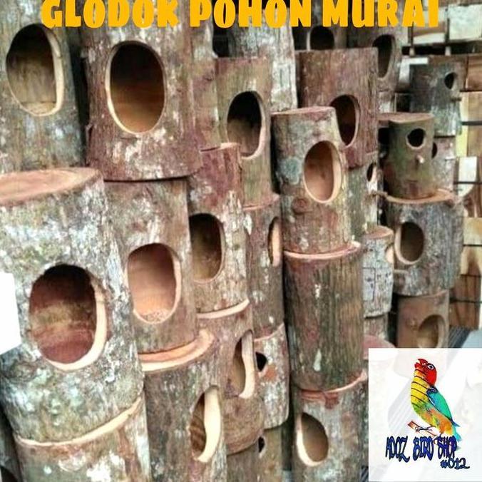 GLODOK POHON ALAMI BATANG KAYU GLODOK MURAI SARANG TERNAK TELUR