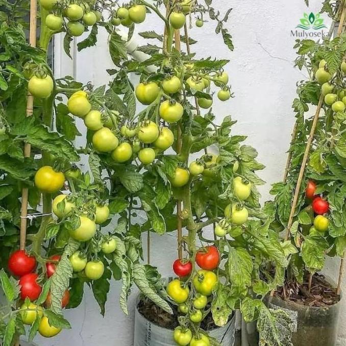 Tanaman Tomat Buah Super F1 (Sudah Berbuah) TERJAMI