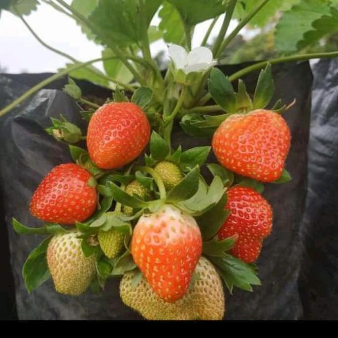BIBIT TANAMAN BUAH STRAWBERRY KOREA TERJAMI