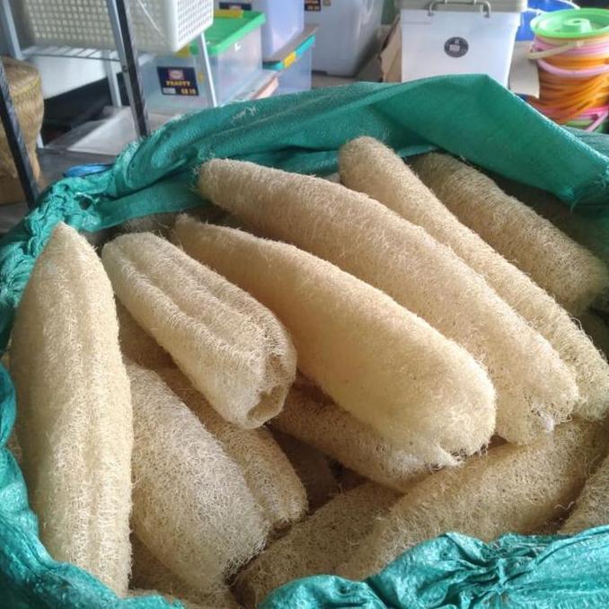 Sabut Oyong / Sabut Cuci Piring / Sikat Oyong / Gambas ukuran Besar (Panjang +-30cm