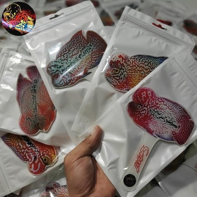 Duniaaquarium- Yang Louhan Yangan Untulan Ikan Louhan Aclyric Tebal Besar