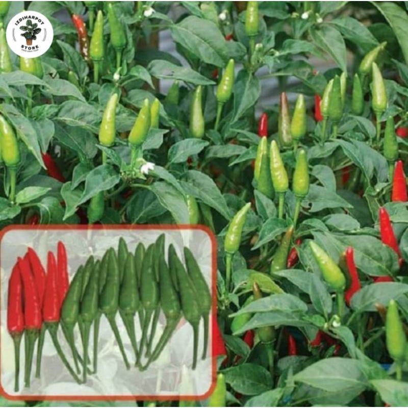 Benih Bibit Cabai Rawit Pelita F1 Cap Panah Merah - Cabai Pelita F1