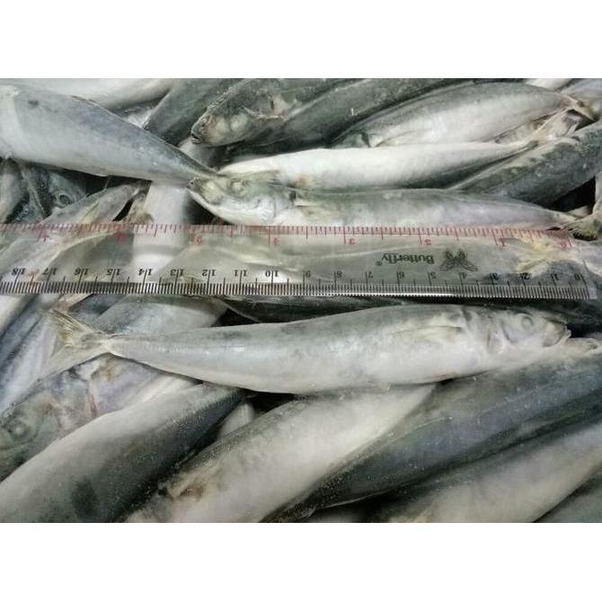 Duniaaquarium- Ikan Layang Cuek 00-50 Beku Per Dus