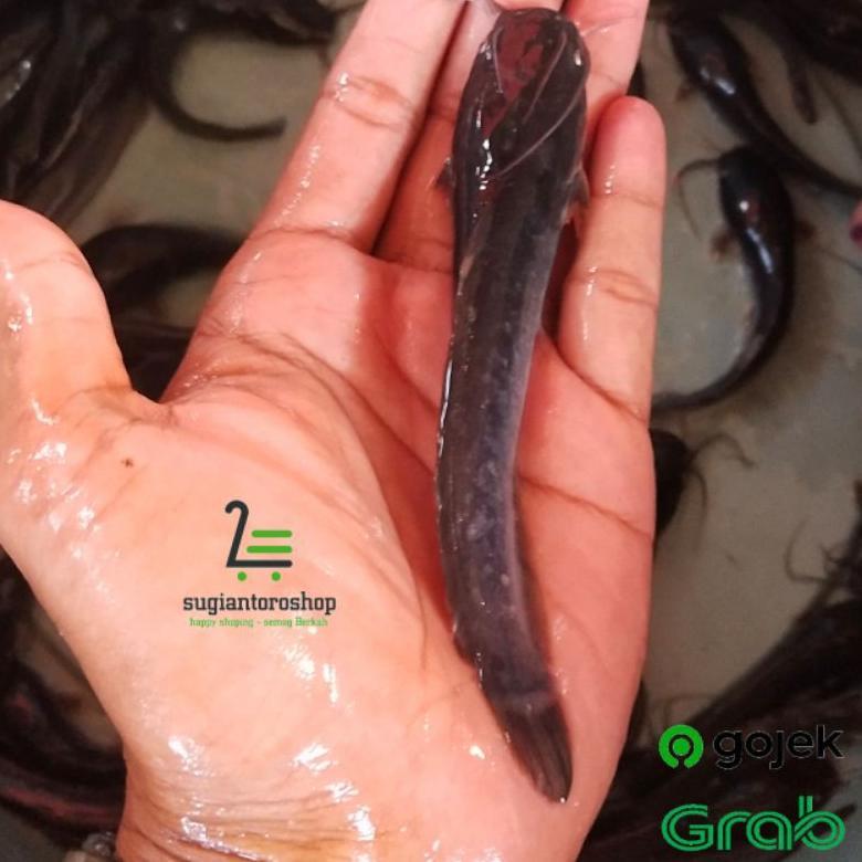 Bibit Ikan Lele Uk 10-15 Cm Bonus 1 Ekor