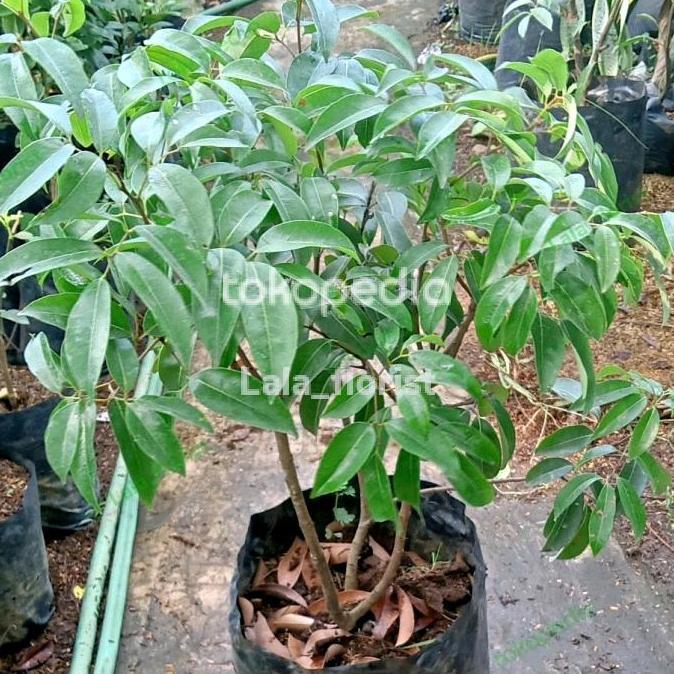 bibit unggul pohon buah leci cangkok