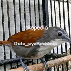 NEW BURUNG SNIPER MASTERAN ORI