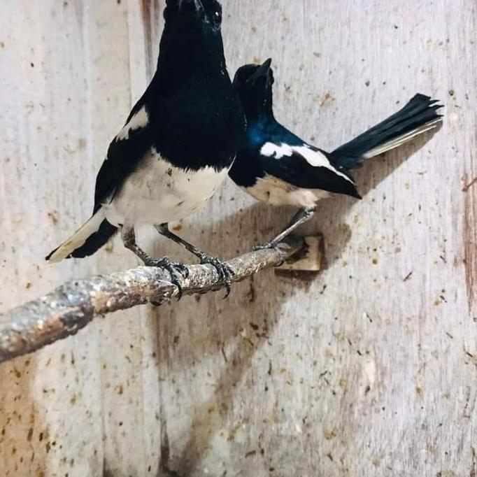 NEW BURUNG KACER JABAR BAHAN ORI
