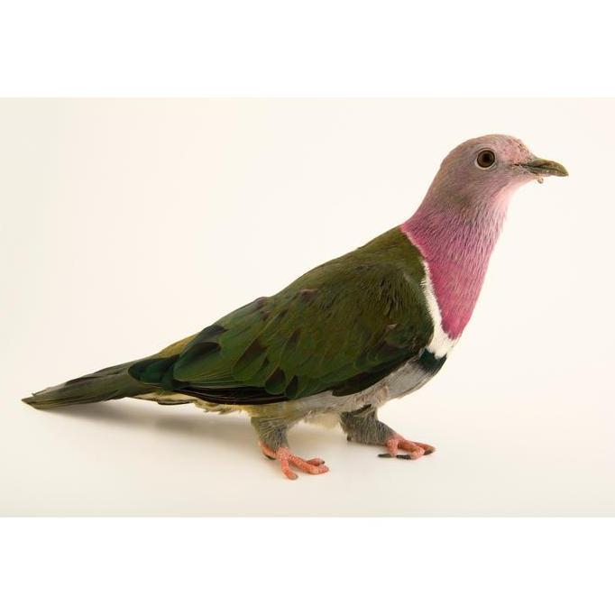 NEW BURUNG PUNAI WALIK KEPALA UNGU PILIHAN RAWATAN PUR TOTAL COCOK UNTUK AVIARY ORI