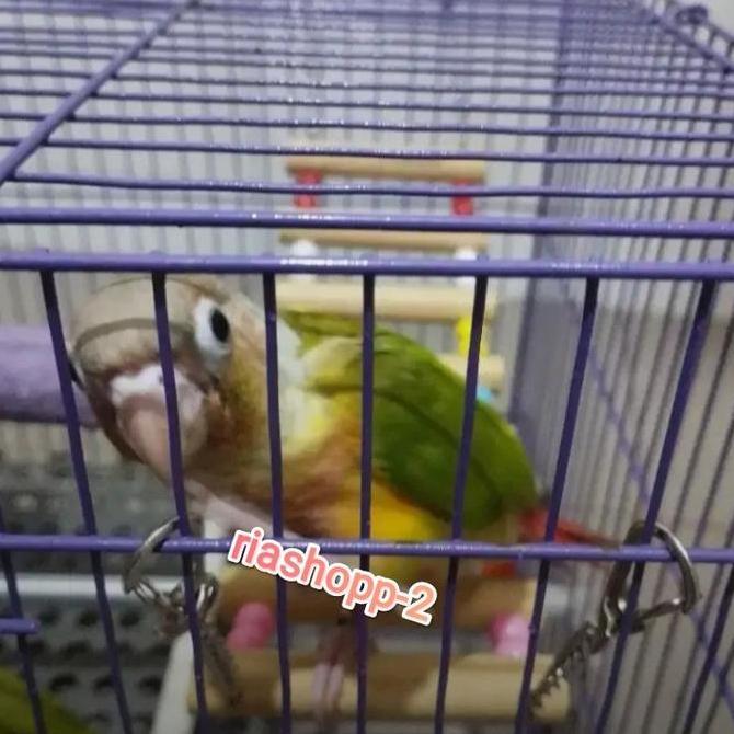 NEW BURUNG PINEAPPLE CONURE MEWAH ISTIMEWA ORI