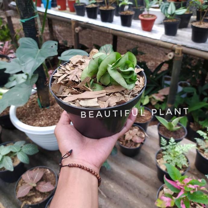 tanaman hias hoya compacta gantung / Hoya compacta