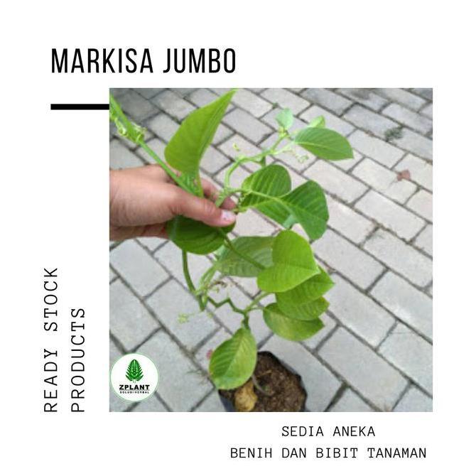 Pazx- Bibit Markisa Jumbo - Pohon Markisa Jumbo - Erbis