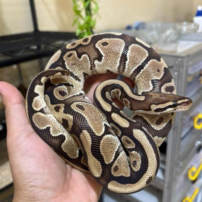 Ball python Pastel Female size 400gr up jinak