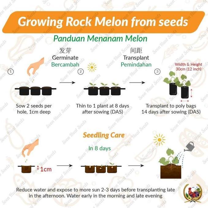 ready Benih Bibit Biji - Benih Melon M5 Midori F1 Hibrida Snow Leopard Melon Seeds - IMPORT MALAYSIA