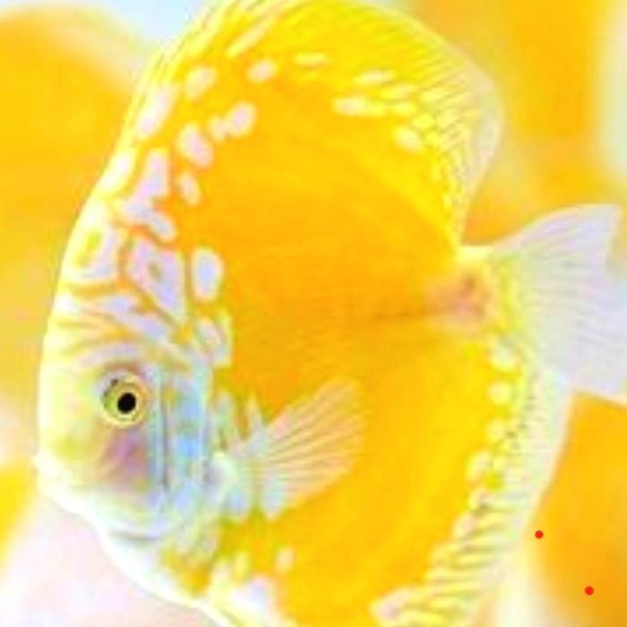 ikan discus/golden raflesia / discus bagus / raflesia golden / import