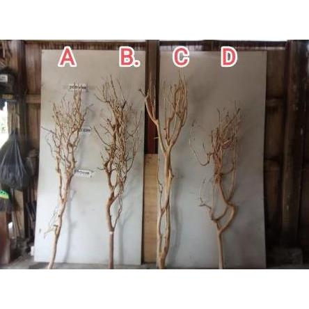 Batang Pohon Kayu Kering Lamtoro Asli untuk Dekorasi Background Kamar