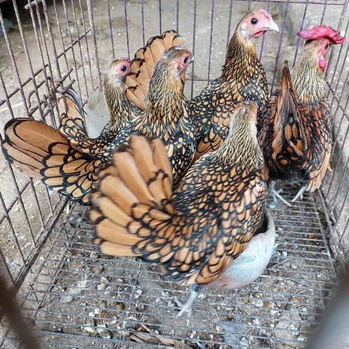[] ayam batik kanada motif rapi