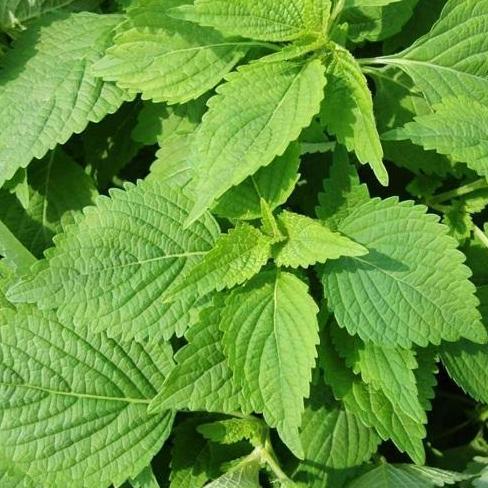 Benih Bibit Biji - Shiso Perilla Green Korean Beef Steak Leaf Perilla Mint Seeds - IMPORT murah