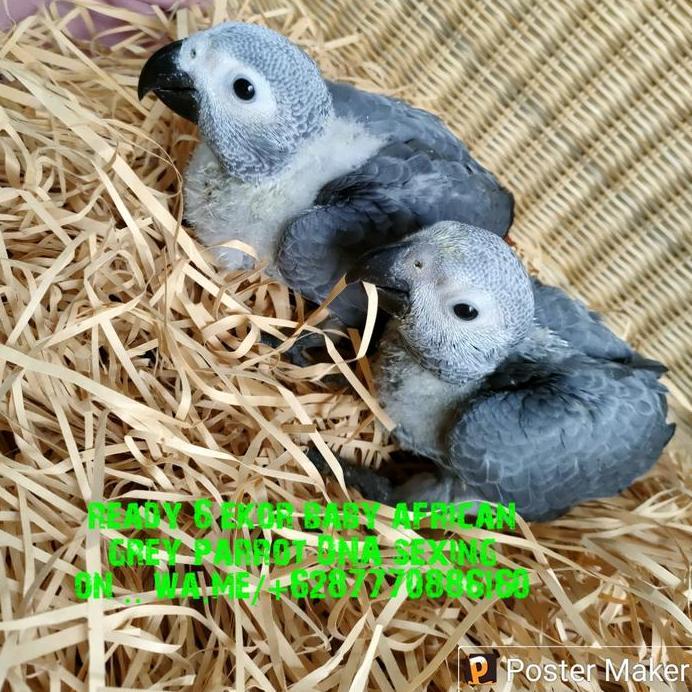 Ready BABY AFRICAN GREY PARROT