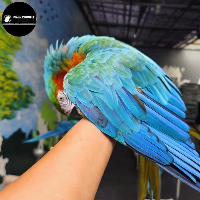 Ready BURUNG HARLEYGOLD MACAW , SILANGAN DARI HARLEYQUEEN MACAW DENGAN BLUE AND GOLD MACAW