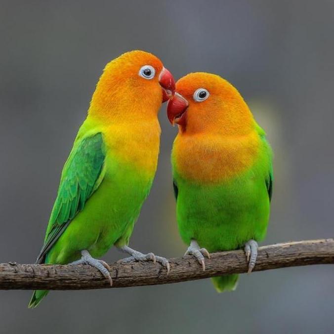 SUPERMIX LOVEBIRD MAINTENANCE VACUUM PACKED BIJIAN UNTUK PAKAN LOVEBIRD