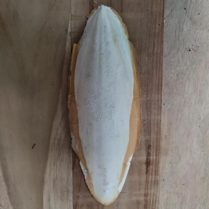 Tulang sotong kalsium ukuran 20 - 22cm pakan burung