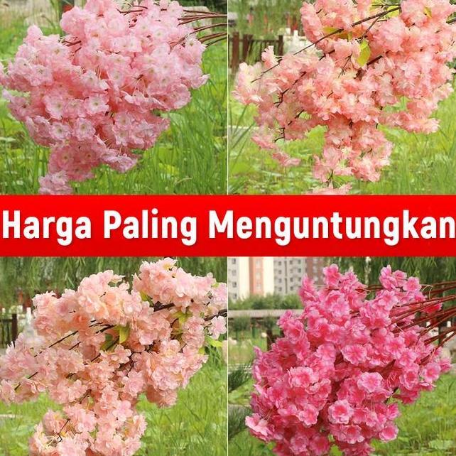 10 Bunga Raflesia Yang Bercorak Bunga Ceri Untuk Dekorasi Interior Chun Ha Bunga Auxilia Yang Berben